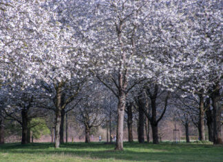 Kirschbäume erinnern an Opfer: Beim Kirschblütenfest gibt’s Teezeremonie, Kampfkunst, Cosplay und Picknick
