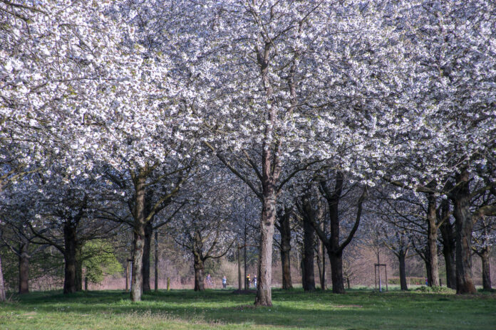 Kirschbäume erinnern an Opfer: Beim Kirschblütenfest gibt’s Teezeremonie, Kampfkunst, Cosplay und Picknick