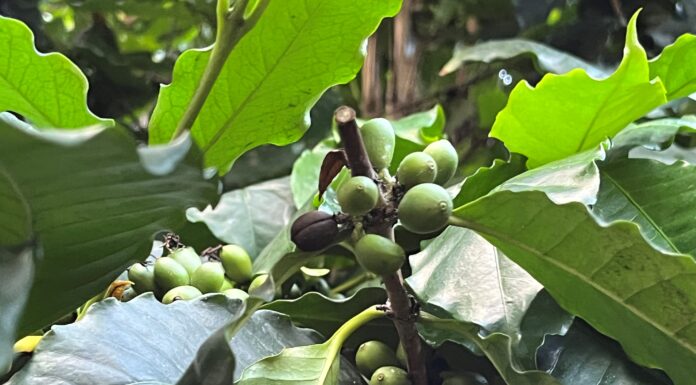 Die Profiführungen im Berggarten in Hannover bieten im Mai Einblicke in tropische Nutzpflanzen, historische Apfelbäume und praktische Gartentipps