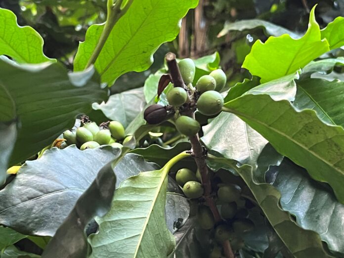 Die Profiführungen im Berggarten in Hannover bieten im Mai Einblicke in tropische Nutzpflanzen, historische Apfelbäume und praktische Gartentipps