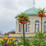 Das neues Schauhaus im Berggarten Hannover rückt näher. Jetzt starten Bauarbeiten für barrierefreie Wege, neue Zugänge und moderne Infrastruktur
