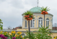 Das neues Schauhaus im Berggarten Hannover rückt näher. Jetzt starten Bauarbeiten für barrierefreie Wege, neue Zugänge und moderne Infrastruktur