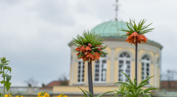 Das neues Schauhaus im Berggarten Hannover rückt näher. Jetzt starten Bauarbeiten für barrierefreie Wege, neue Zugänge und moderne Infrastruktur