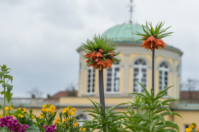 Das neues Schauhaus im Berggarten Hannover rückt näher. Jetzt starten Bauarbeiten für barrierefreie Wege, neue Zugänge und moderne Infrastruktur
