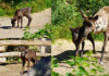 Rentierkalb im Erlebnis-Zoo Hannover erkundet in Yukon Bay neugierig seine Anlage. Das Jungtier wurde am 13. Mai geboren