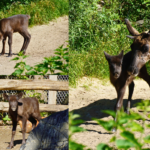 Rentierkalb im Erlebnis-Zoo Hannover erkundet in Yukon Bay neugierig seine Anlage. Das Jungtier wurde am 13. Mai geboren