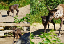 Rentierkalb im Erlebnis-Zoo Hannover erkundet in Yukon Bay neugierig seine Anlage. Das Jungtier wurde am 13. Mai geboren
