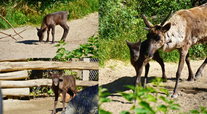 Rentierkalb im Erlebnis-Zoo Hannover erkundet in Yukon Bay neugierig seine Anlage. Das Jungtier wurde am 13. Mai geboren