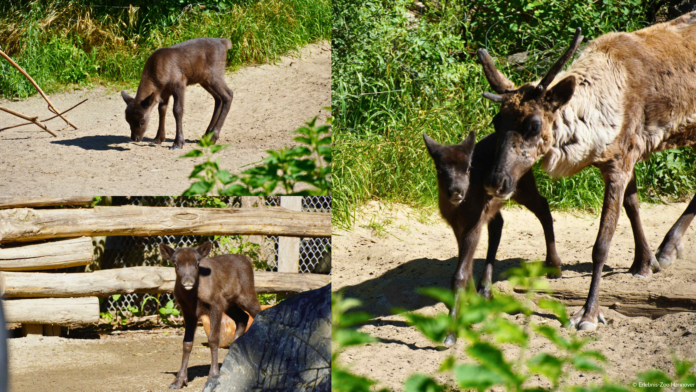 Rentierkalb im Erlebnis-Zoo Hannover erkundet Yukon Bay Rentierkalb im Erlebnis-Zoo Hannover erkundet in Yukon Bay neugierig seine Anlage. Das Jungtier wurde am 13. Mai geboren