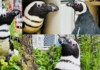 Brillenpinguin Evi wird 40 im Erlebnis-Zoo Hannover Brillenpinguin wird 40 im Erlebnis-Zoo Hannover