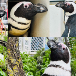 Brillenpinguin wird 40 im Erlebnis-Zoo Hannover