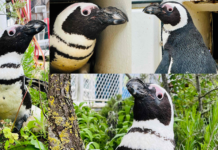 Brillenpinguin Evi wird 40 im Erlebnis-Zoo Hannover Brillenpinguin wird 40 im Erlebnis-Zoo Hannover