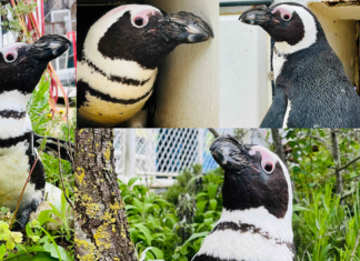 Brillenpinguin wird 40 im Erlebnis-Zoo Hannover
