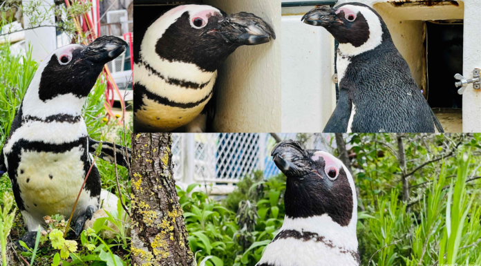 Brillenpinguin wird 40 im Erlebnis-Zoo Hannover