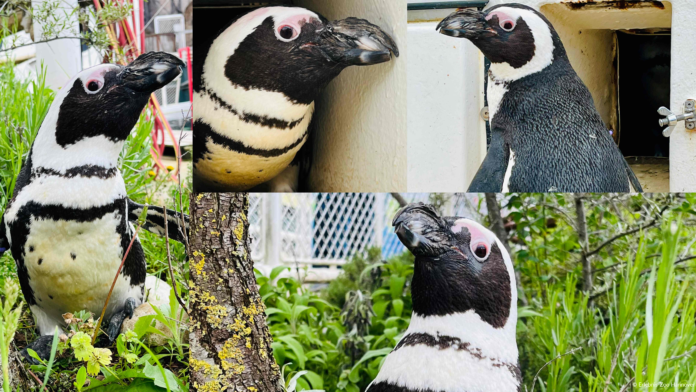 Brillenpinguin wird 40 im Erlebnis-Zoo Hannover