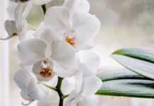 Die Orchideenführung Herrenhausen am 21. Mai im Berggarten zeigt Tipps zu Pflege, Kultur und Umtopfen mit Gärtnerin Ulrike Gessert