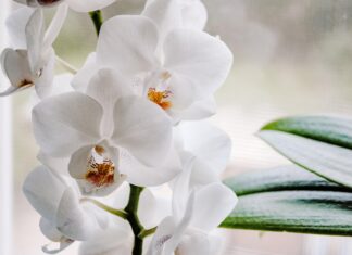Die Orchideenführung Herrenhausen am 21. Mai im Berggarten zeigt Tipps zu Pflege, Kultur und Umtopfen mit Gärtnerin Ulrike Gessert
