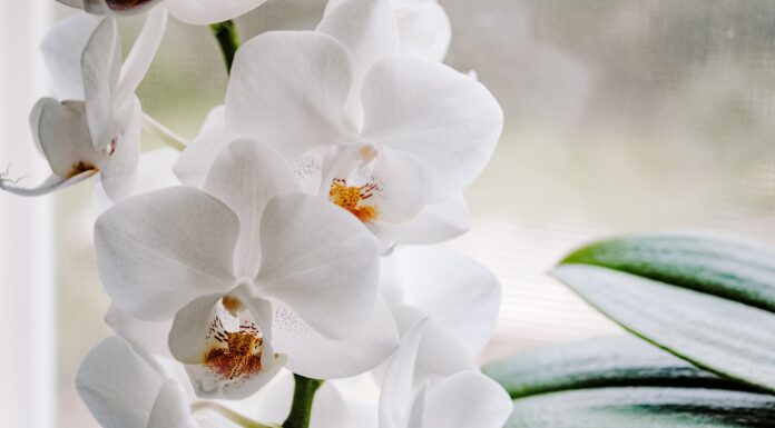 Orchideenführung in Herrenhausen: Tipps vom Profi Die Orchideenführung Herrenhausen am 21. Mai im Berggarten zeigt Tipps zu Pflege, Kultur und Umtopfen mit Gärtnerin Ulrike Gessert