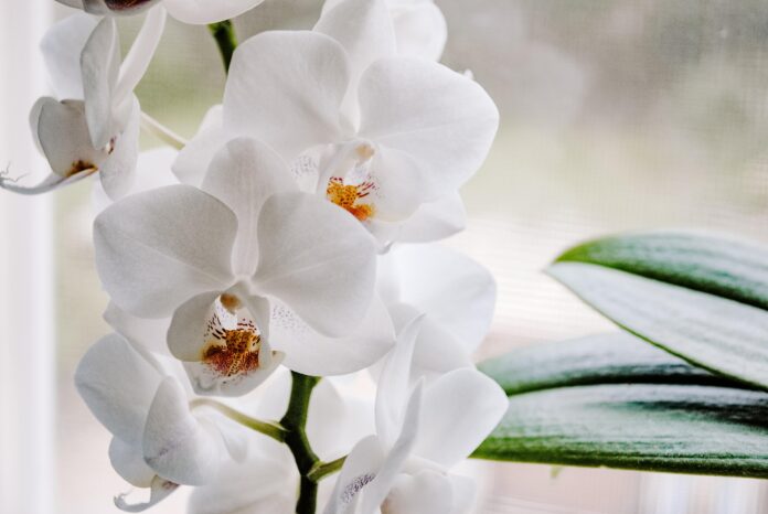 Die Orchideenführung Herrenhausen am 21. Mai im Berggarten zeigt Tipps zu Pflege, Kultur und Umtopfen mit Gärtnerin Ulrike Gessert