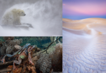 Die GDT-Fotoausstellung im KunstGang der MHH in Hannover zeigt bis 25.10.2026 preisgekrönte Naturbilder bei freiem Eintritt