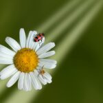 Tag der Umwelt in Hannover: Am Freitag, 5. Juni, gibt es Führungen in der Südstadt, am Kronsberg und an der Alten Peiner Heerstraße