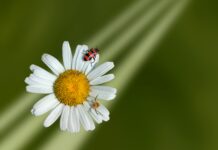 Tag der Umwelt in Hannover mit Führungen entdecken Tag der Umwelt in Hannover: Am Freitag, 5. Juni, gibt es Führungen in der Südstadt, am Kronsberg und an der Alten Peiner Heerstraße