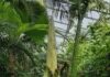 Heute Abend, 02.07.2026 – Titanenwurz im Berggarten blüht auf, Öffnung bis 23 Uhr Die Titanenwurz im Berggarten blüht heute, 2. Juli, in Hannover. Die Herrenhäuser Gärten öffnen deshalb bis 23 Uhr