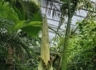 Die Titanenwurz im Berggarten blüht heute, 2. Juli, in Hannover. Die Herrenhäuser Gärten öffnen deshalb bis 23 Uhr