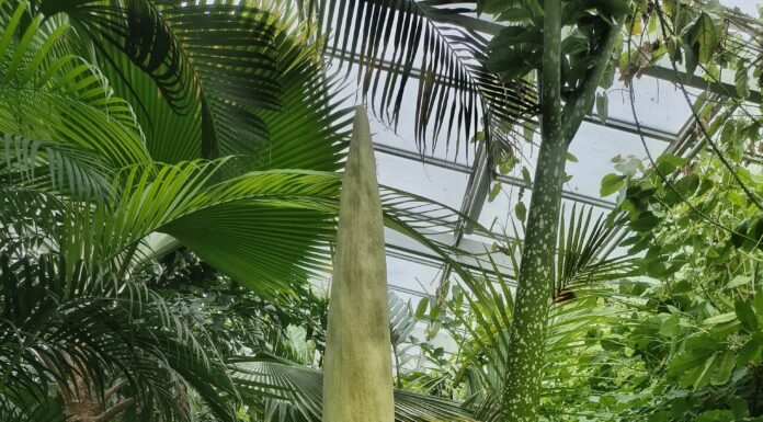 Die Titanenwurz im Berggarten blüht heute, 2. Juli, in Hannover. Die Herrenhäuser Gärten öffnen deshalb bis 23 Uhr
