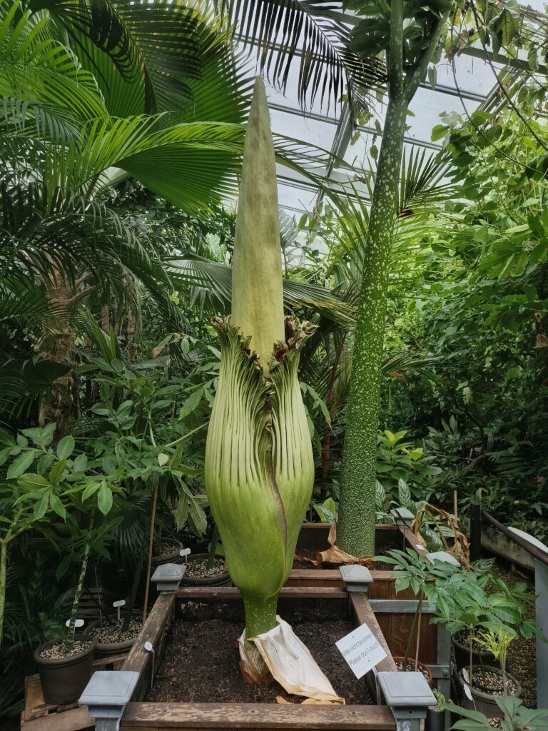 Die Titanenwurz im Berggarten blüht heute, 2. Juli, in Hannover. Die Herrenhäuser Gärten öffnen deshalb bis 23 Uhr